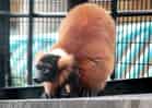 動物図鑑・アカエリマキキツネザルの写真 1